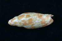 藏品(葛羅氏渦螺)的圖片